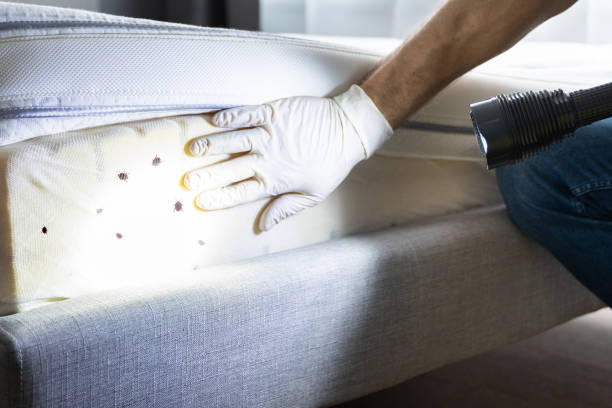 Trusted Point Pleasant, WV Pest Control Experts