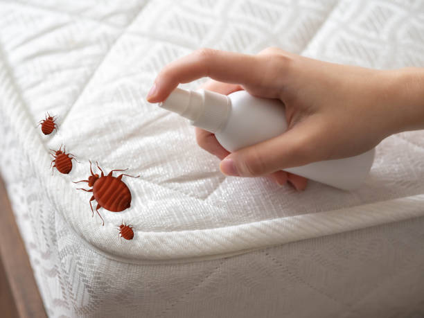 Best Termite Control Services  in Point Pleasant, WV